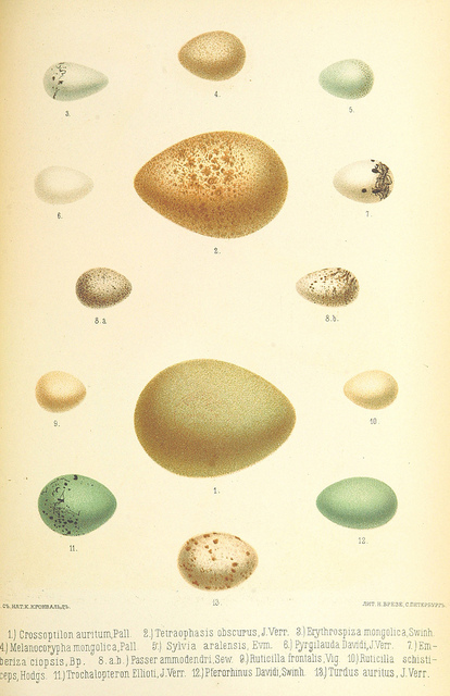 eggs