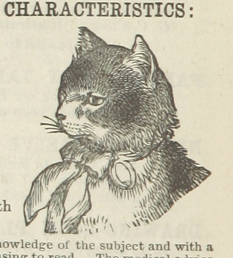 leaves from my notebook - cat plotting revenge