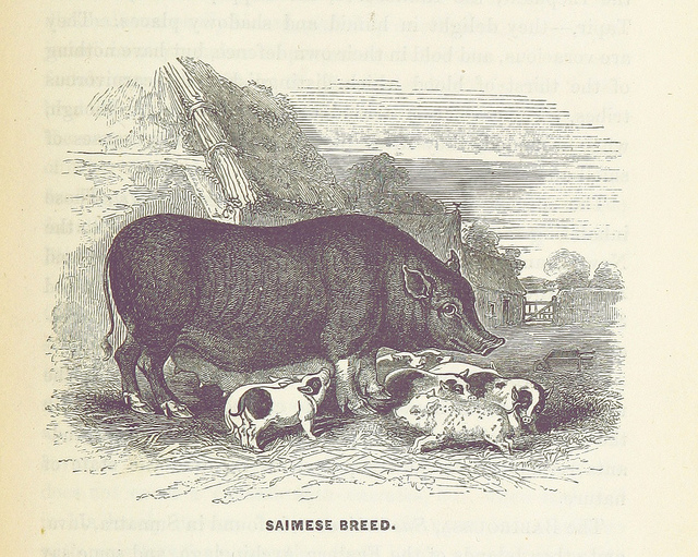 on the domesticated animals - saimese breed pig