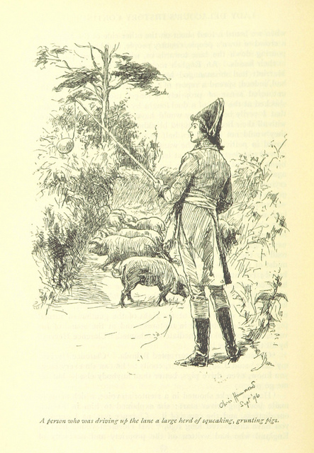 belinda - a herd of pigs