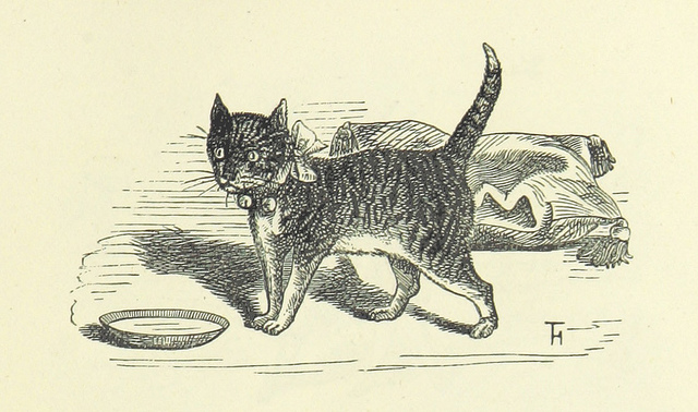 the baby's museum - stoned cat