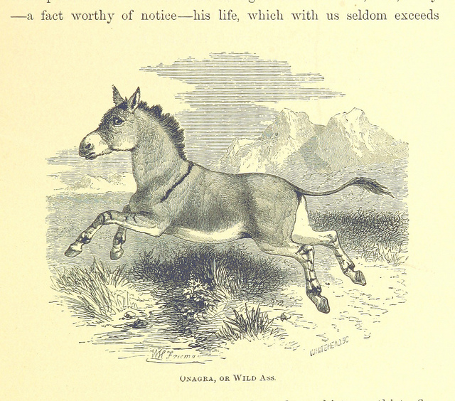 the desert world - ass and or donkey